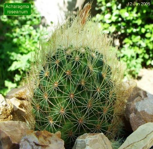 Acharagma _roseanum _01